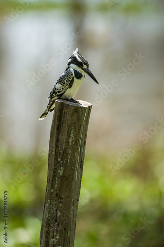 Female Pied kingfisher (Ceryle rudis) perched on wooden fence post, Kenya
