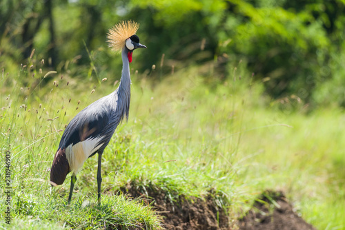 Grey Crowned Crane (Balearica regulorum), The National Bird Of Uganda, Standing By Tall Grass, Nairobi National Park, Kenya