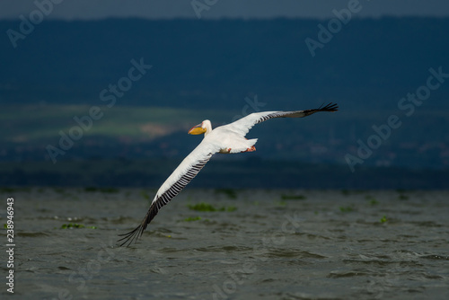 Great white pelican  Pelecanus onocrotalus  in flight  lake Naivasha  Kenya