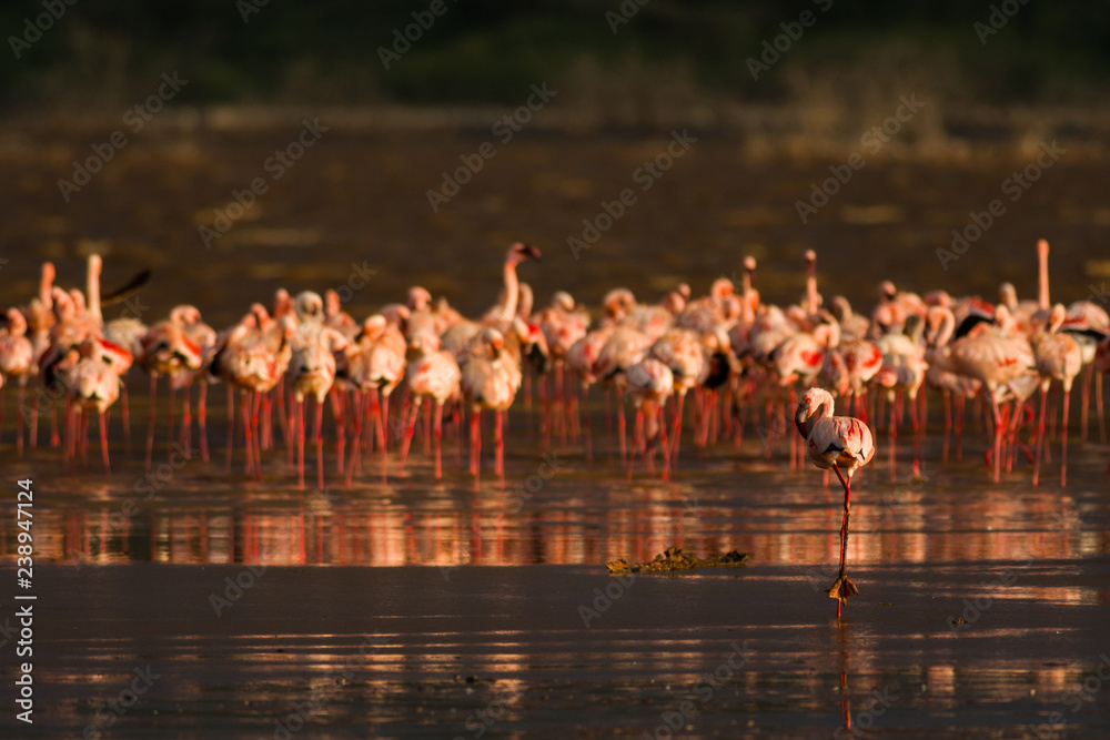 Fototapeta Lesser Flamingos (Phoeniconaias minor) Standing On Shore At Sunset At Lake Bogoria National Park, Kenya