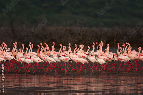 Lesser Flamingos (Phoenicoparrus minor) Walking In Line At Lake Bogoria, Kenya photo