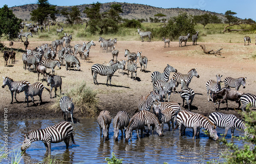 herd of zebras near and in drinking hole