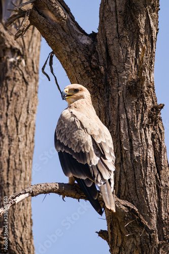 Tawny eagle  aquila rapax  on tree branch  Samburu National Reserve  Kenya  East Africa