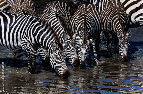4 zebras drinking from lake in Africa