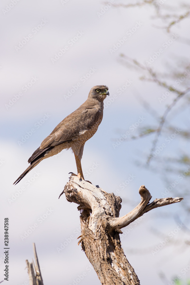 Eastern chanting goshawk (Melierax poliopterus) perched on branch, Samburu National Game Park Reserve, Kenya, East Africa