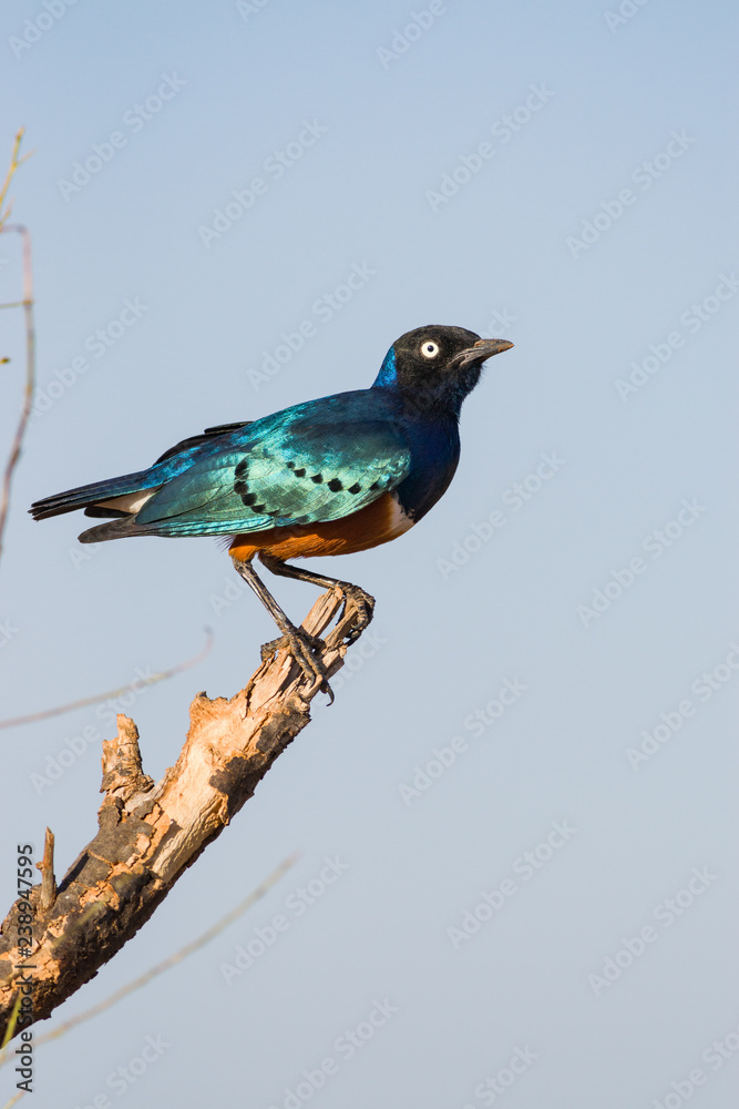 Superb starling (Lamprotornis superbus) perched on branch, Samburu National Game Park Reserve, Kenya, East Africa Superb starling (Lamprotornis superbus) perched on branch, Samburu National Game Park Reserve, Kenya, East Africa