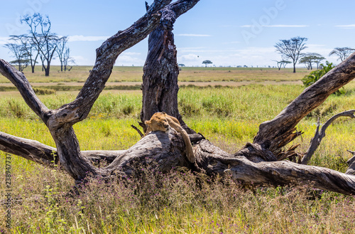 distant shot of lioness laying on dead tree with eyes open