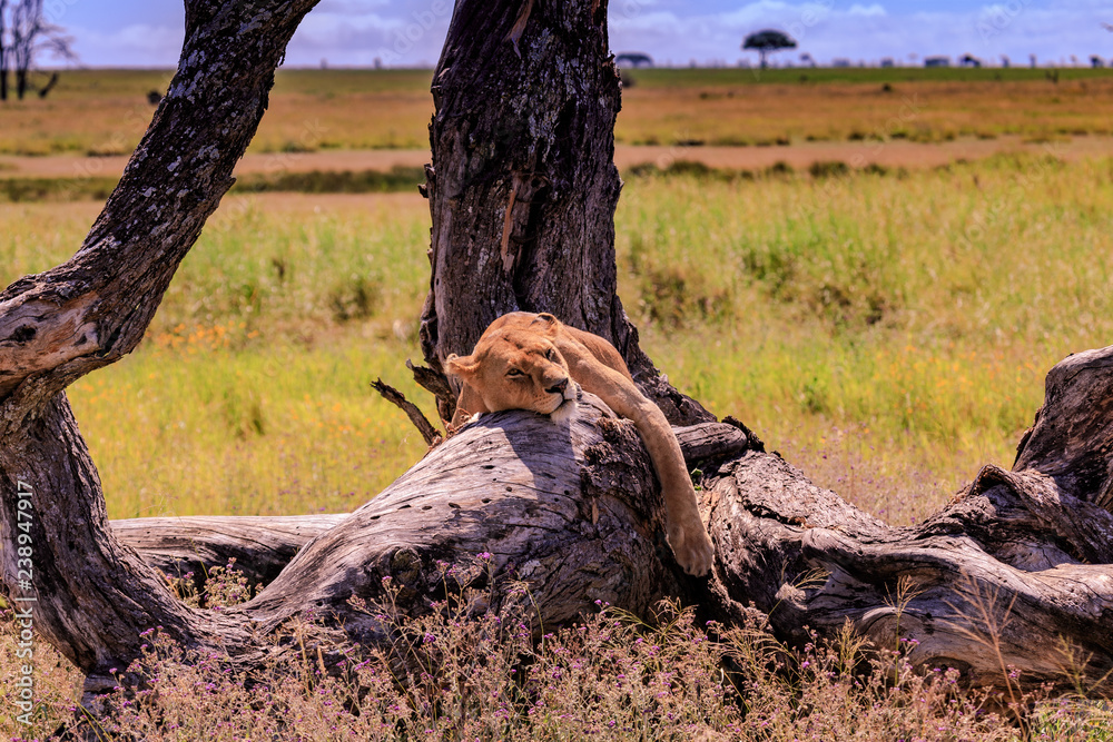 lioness asleep with paws stretched over dead tree with open fields in background lioness asleep with paws stretched over dead tree with open fields in background