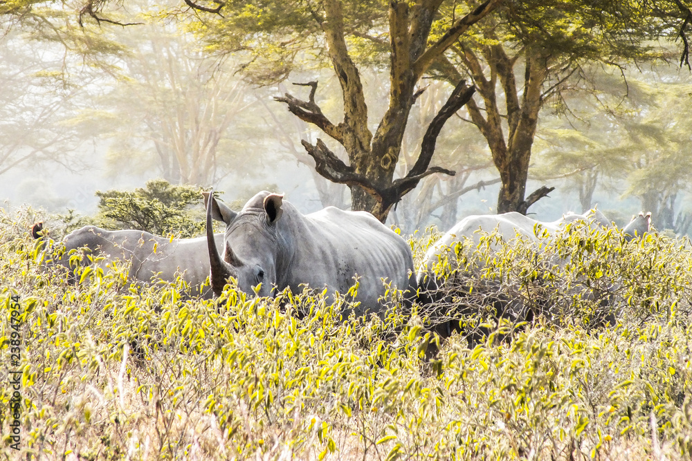 Fototapeta premium Rhino
