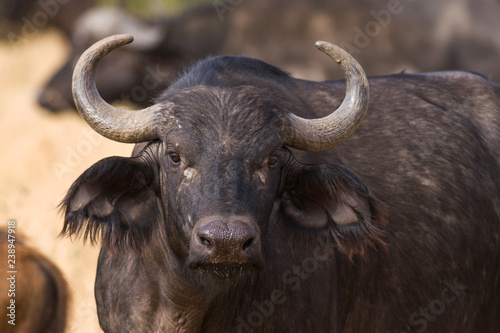 African or Cape buffalo (Syncerus caffer), Masai Mara National Game Park Reserve, Kenya, East Africa