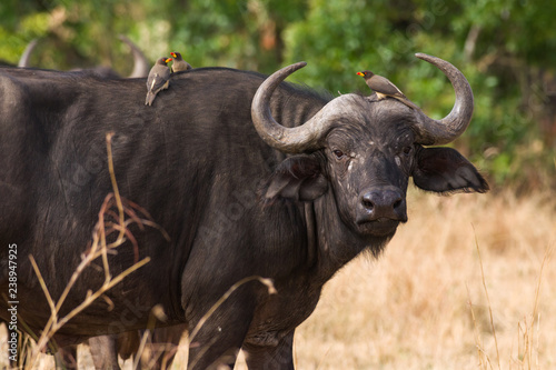 African or Cape buffalo (Syncerus caffer), Masai Mara National Game Park Reserve, Kenya, East Africa