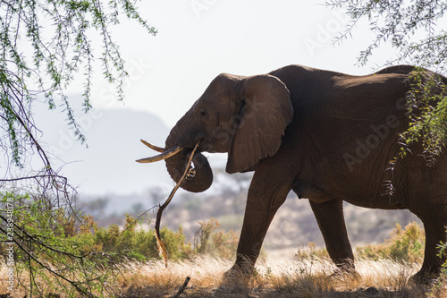 African bush elephant (Loxodonta africana) eating acacia tree branch , Samburu National Reserve, Kenya, East Africa
