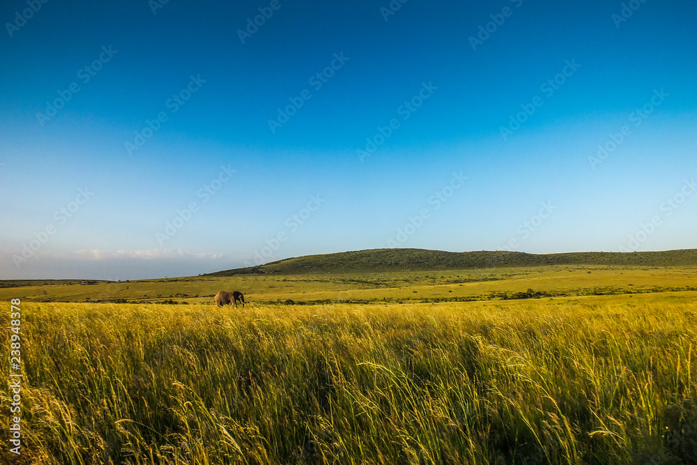 Obraz premium Savannah Landscape