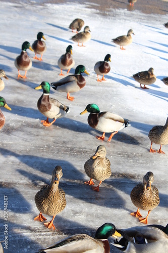 group of ducks on snowy parking lot