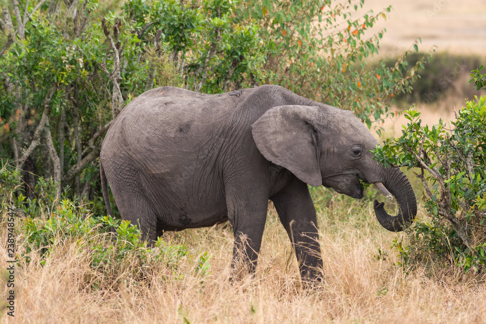 African bush elephant (Loxodonta africana) eating grass, Masai Mara National Reserve, Kenya, East Africa