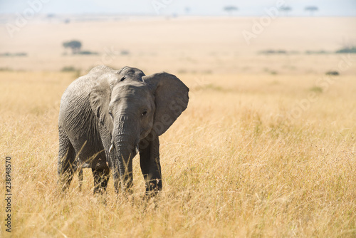 A juvenile African bush elephant (Loxodonta Africana) standing in dry grass on open plain, Masai Mara, Kenya