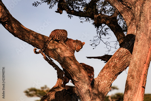 leopard looking out in sunlight with recent kill he has taken up tree