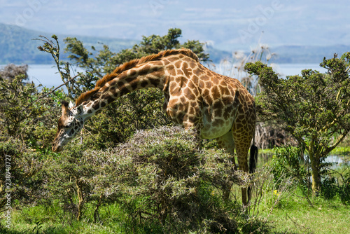 Rothschild's giraffe (Giraffa camelopardalis rothschildi) Grazing, Crescent Island, Kenya