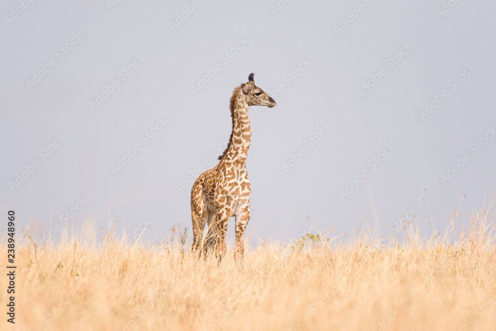 Masai giraffe (Giraffa camelopardalis tippelskirchi) in open savanna, Masai Mara National Game Park Reserve, Kenya, East Africa Masai giraffe (Giraffa camelopardalis tippelskirchi) in open savanna, Masai Mara National Game Park Reserve, Kenya, East Africa