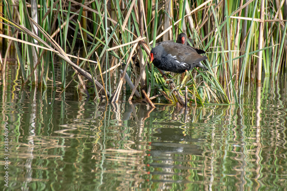 Moorhen perched on broken marsh land reeds Moorhen perched on broken marsh land reeds