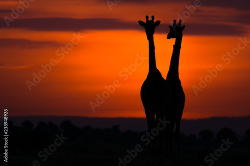 Silhouetted Giraffes against the orange glow of sunrise, Maasai Mara, Kenya