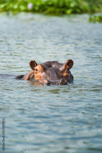 Hippopotamus (Hippopotamus amphibius), partially submerged in water, Masai Mara, Kenya