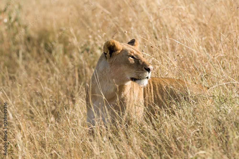 Lion (panthera leo) Standing In Tall Grass, Maasai Mara, Kenya