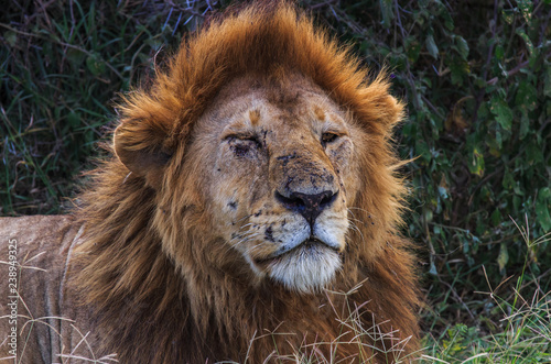 portrait of a lion with battle scars and closed bruised eye