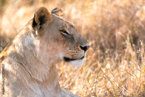 Resting Lion (panthera leo), Maasai Mara