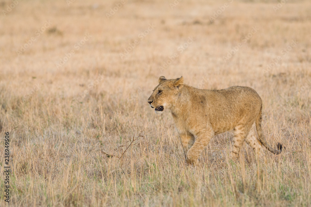 Lion (panthera leo) cub walking on savanna, Masai Mara National Game Park Reserve, Kenya, East Africa Lion (panthera leo) cub walking on savanna, Masai Mara National Game Park Reserve, Kenya, East Africa