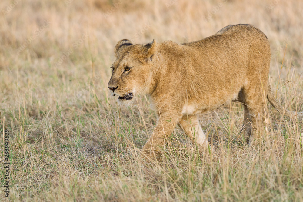 Lion (panthera leo) cub walking on savanna, Masai Mara National Game Park Reserve, Kenya, East Africa Lion (panthera leo) cub walking on savanna, Masai Mara National Game Park Reserve, Kenya, East Africa