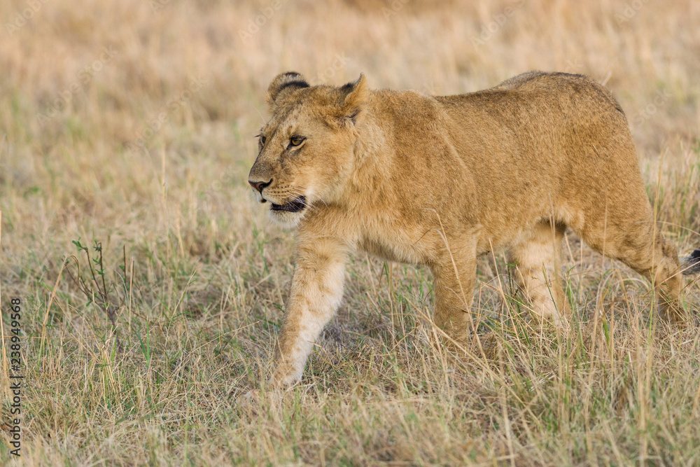 Lion (panthera leo) cub walking on savanna, Masai Mara National Game Park Reserve, Kenya, East Africa Lion (panthera leo) cub walking on savanna, Masai Mara National Game Park Reserve, Kenya, East Africa