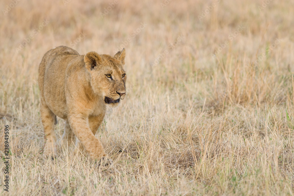 Lion (panthera leo) cub walking on savanna, Masai Mara National Game Park Reserve, Kenya, East Africa Lion (panthera leo) cub walking on savanna, Masai Mara National Game Park Reserve, Kenya, East Africa