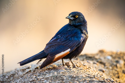 Pale Winged Starling photo