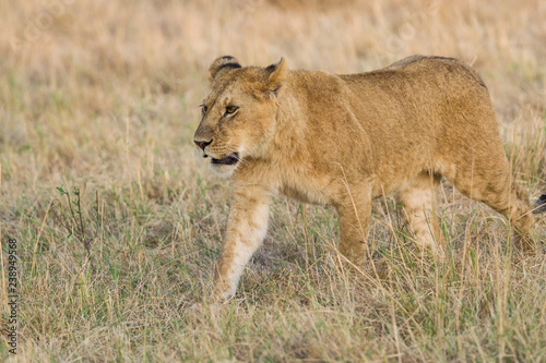 Lion (panthera leo) cub walking on savanna, Masai Mara National Game Park Reserve, Kenya, East Africa