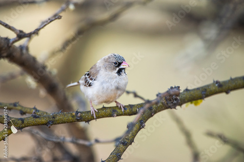 Scaly feathered finch photo