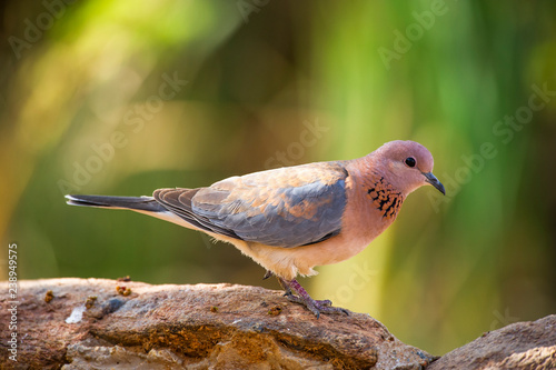 Laughing dove photo