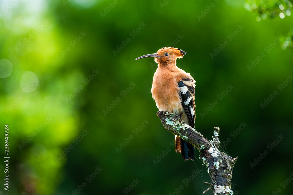 African Hoopoe African Hoopoe