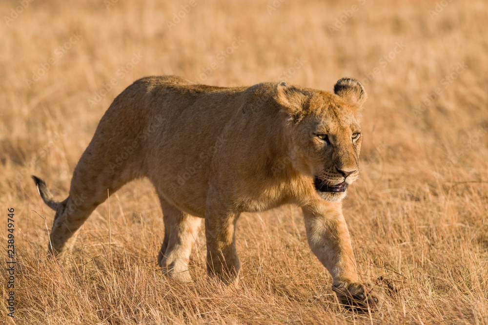 Fototapeta premium Lion (panthera leo) cub walking on savanna, Masai Mara National Game Park Reserve, Kenya, East Africa