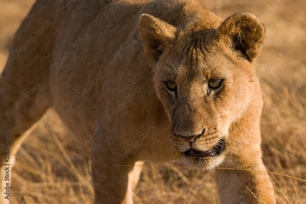 Fototapeta premium Lion (panthera leo) cub walking on savanna, Masai Mara National Game Park Reserve, Kenya, East Africa