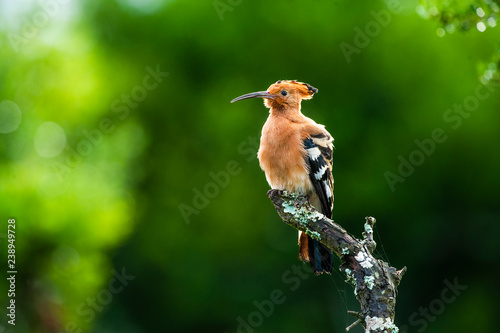 African Hoopoe