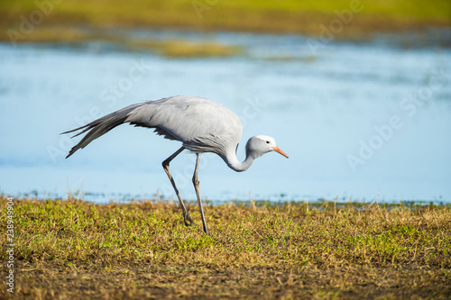 Blue crane