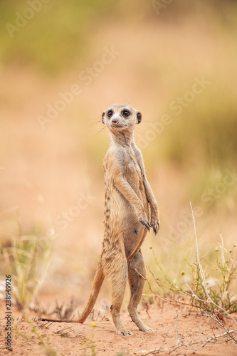 Meerkat