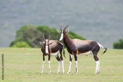 Bontebok photo