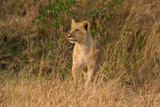 Lion cub standing looking (panthera leo), Masai Mara National Game Park Reserve, Kenya, East Africa