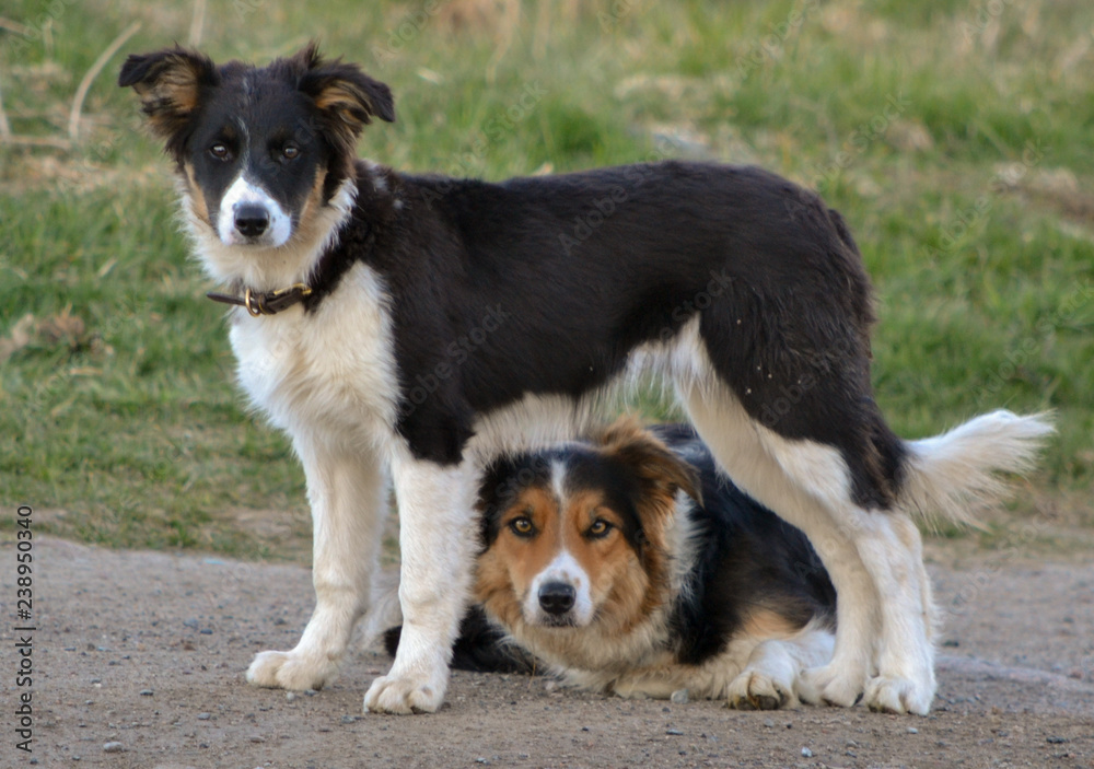 Border Collies Young ones