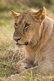 Lion sitting resting (panthera leo), Masai Mara National Game Park Reserve, Kenya, East Africa
