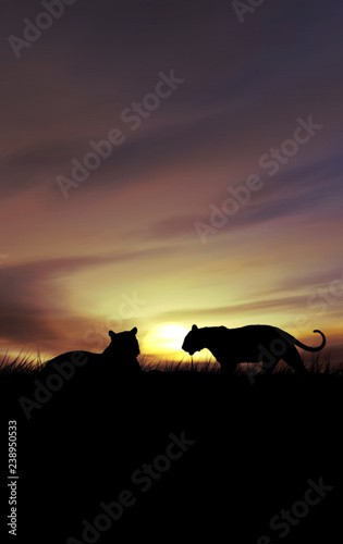 sunset with tigers