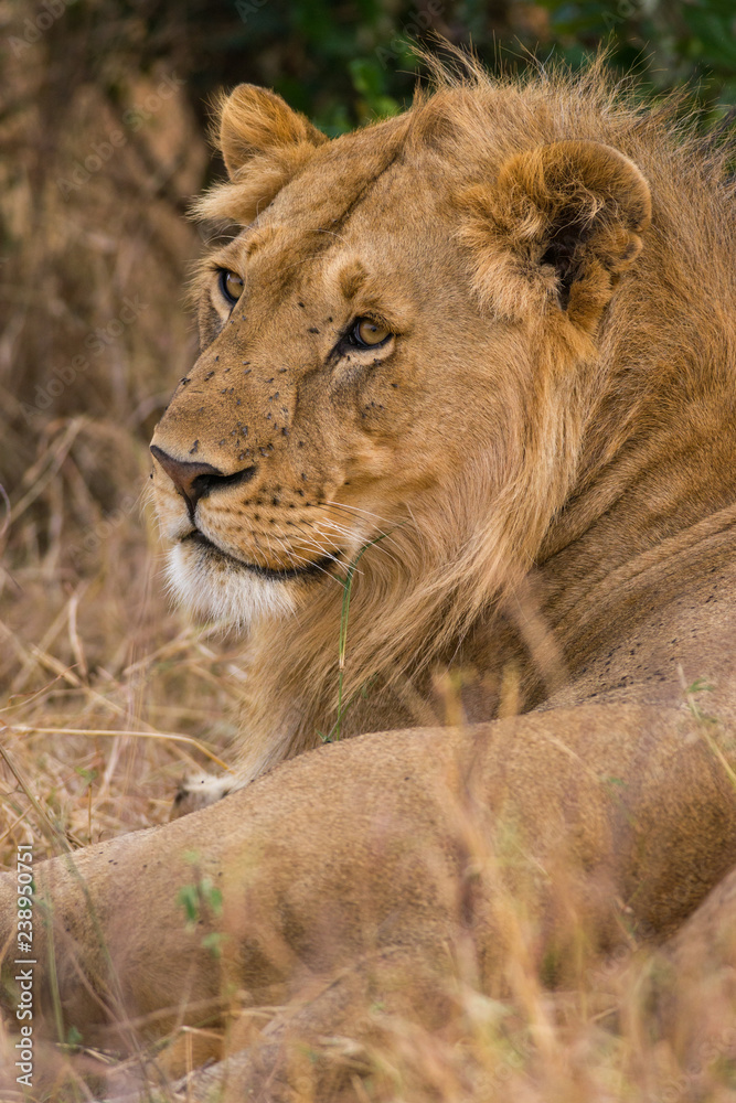 Male lion resting (panthera leo), Masai Mara National Game Park Reserve, Kenya, East Africa Male lion resting (panthera leo), Masai Mara National Game Park Reserve, Kenya, East Africa