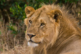Male lion resting (panthera leo), Masai Mara National Game Park Reserve, Kenya, East Africa